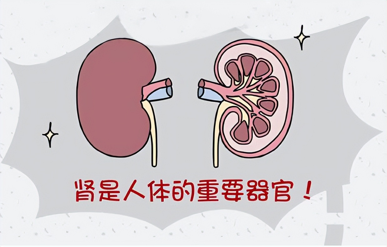 肾虚腰痛怎么治最快最有效食疗,肝郁肾虚腰痛中医怎样治疗