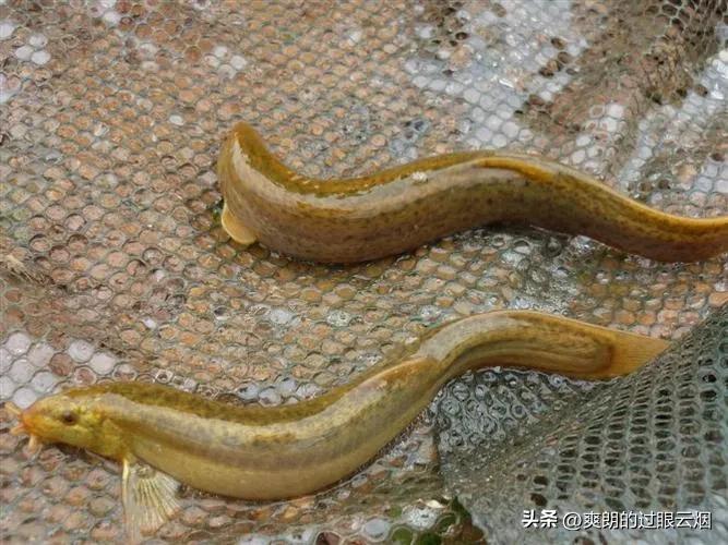 鲶鱼是世界上最脏的鱼,中国十大最脏鱼是什么鱼