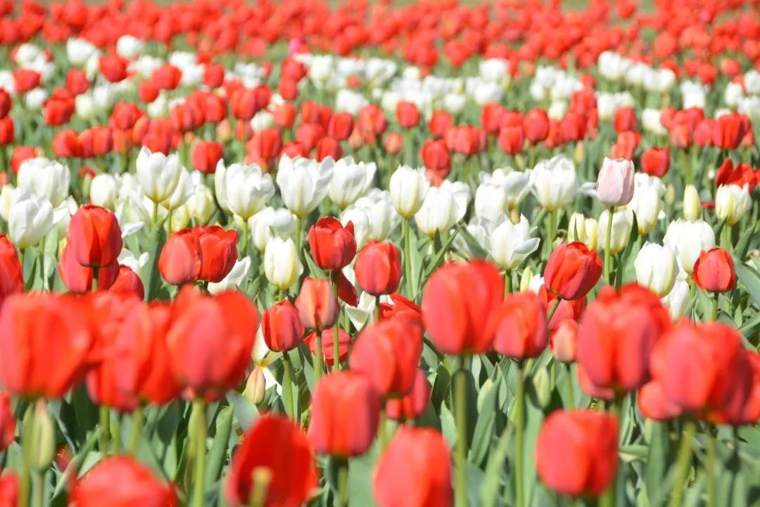 顺义鲜花港郁金香最佳观赏期,北京国际鲜花港2024郁金香赏花季