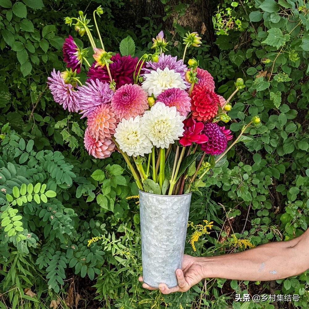 美国夏日梦幻农场：以大丽花为主题的鲜花园艺农场，如梦如画！
