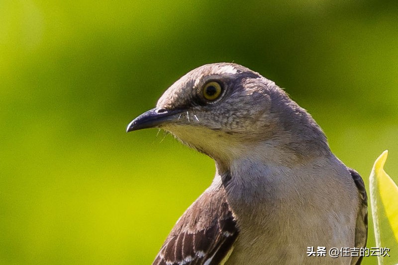 佳能RF100-400/5.6-8高分辨率镜头的性价比之选