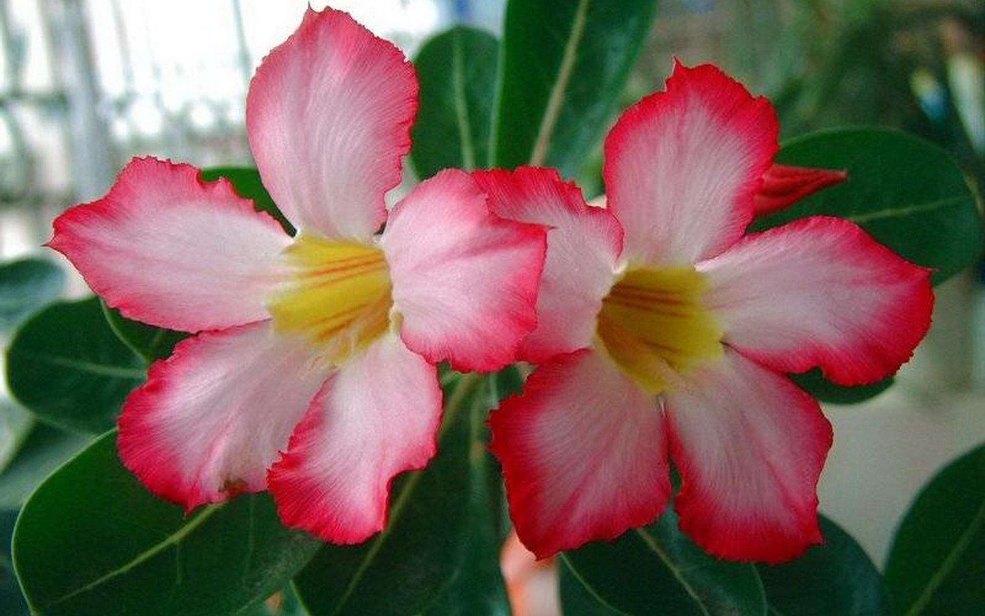 蛇蝎芙蓉花,皖南蛇蝎花