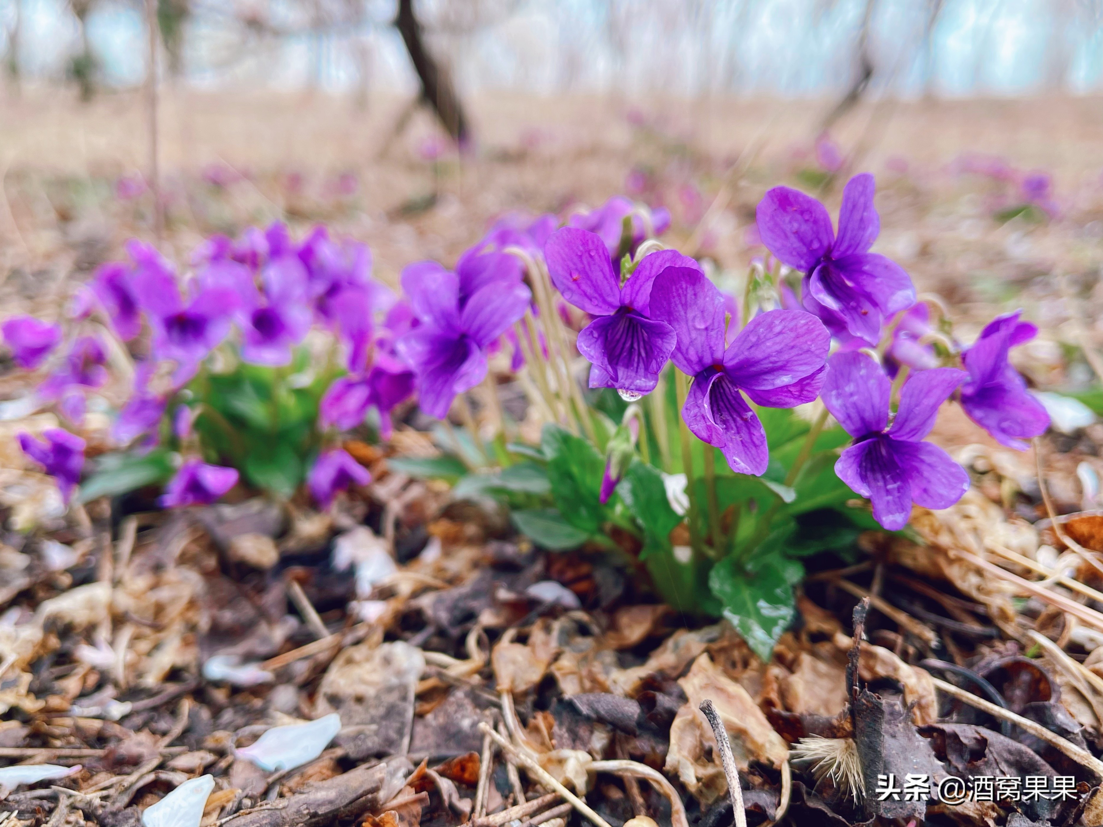 大连湾体育公园，十里桃花，不要门票停车免费还可露营遛娃