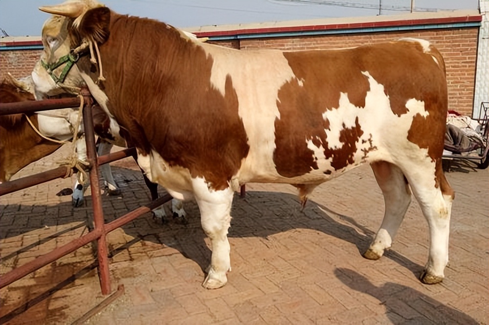 养牛有5种人不适合养牛,养牛注意哪些条件和方法