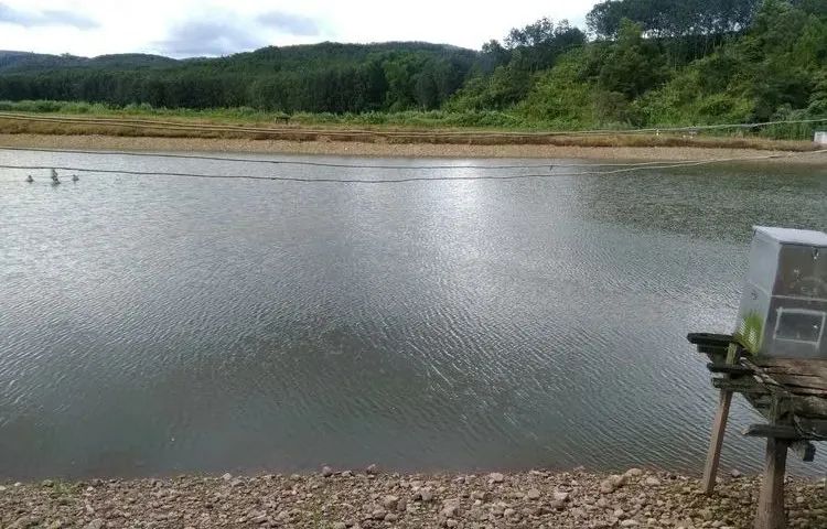 杯体虫在鮰鱼上面很常见,科学养殖塘鲺鱼苗