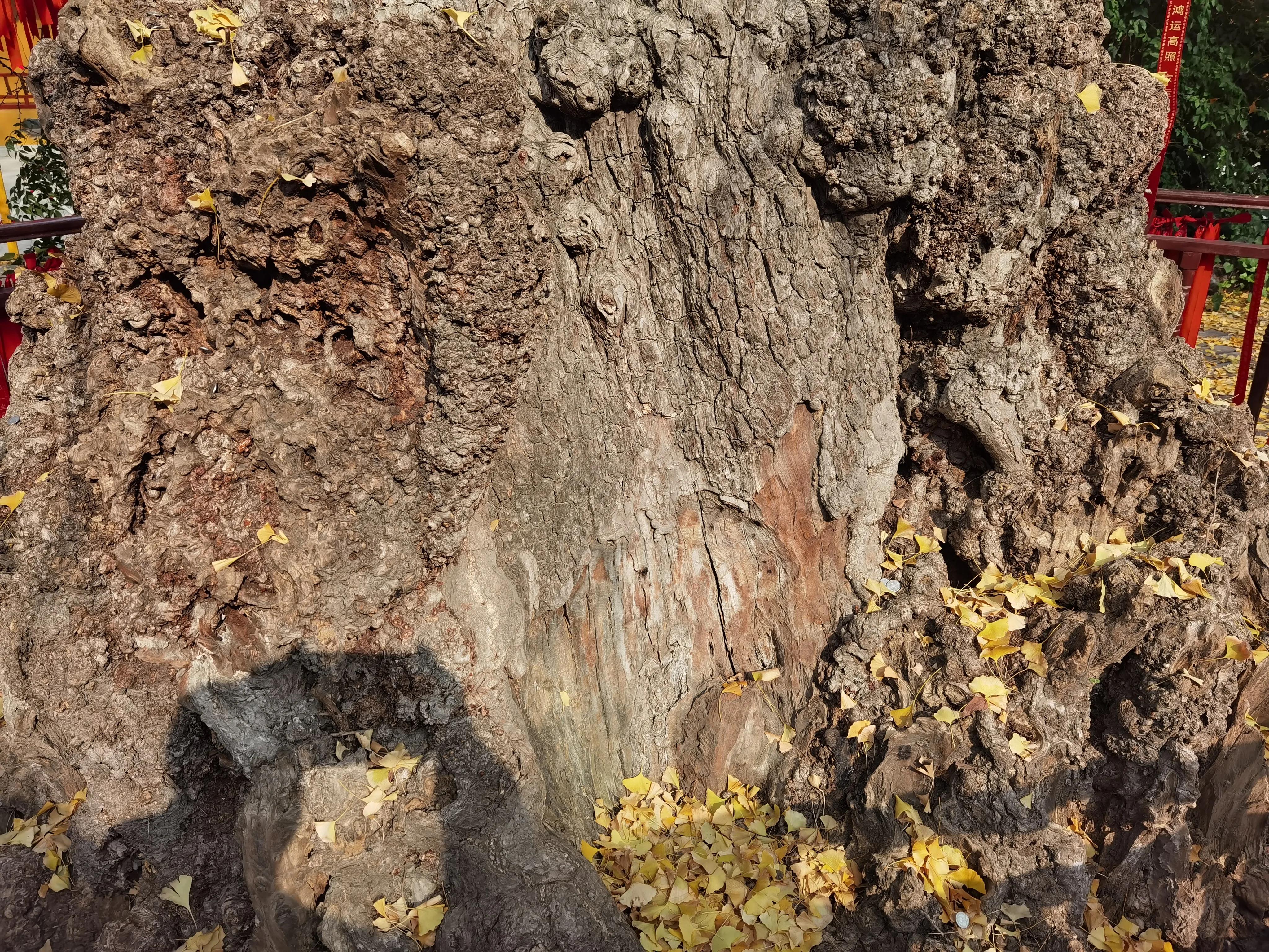 上海古银杏园,上海古刹银杏