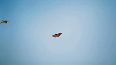 原来它们也有“性丑闻”,这片看完让我大开眼界