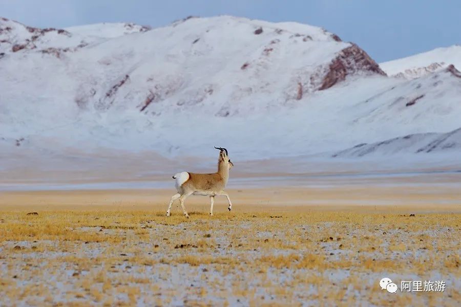 西藏最近很火的大地之树,网红大地之树