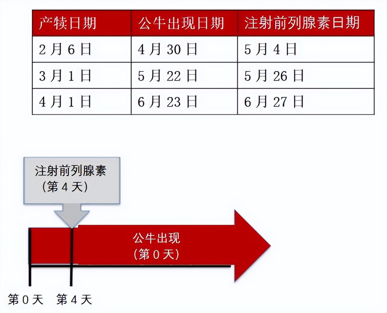 公牛本交育种操作中的同期发情技术