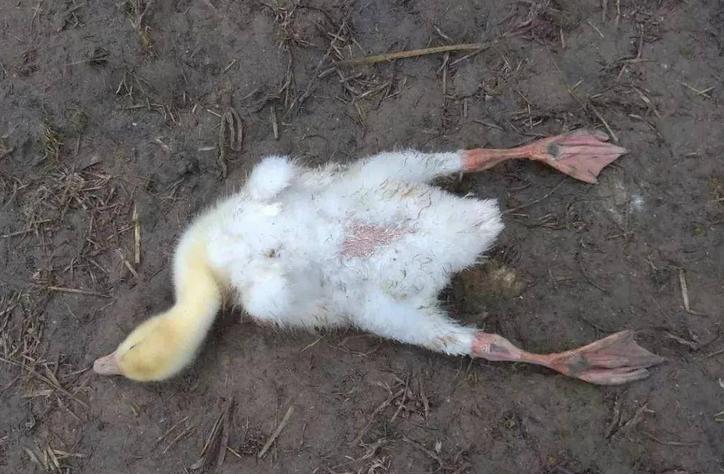 鸭子脚软拉白屎是什么原因,鸭子摇头晃脑还能治好吗