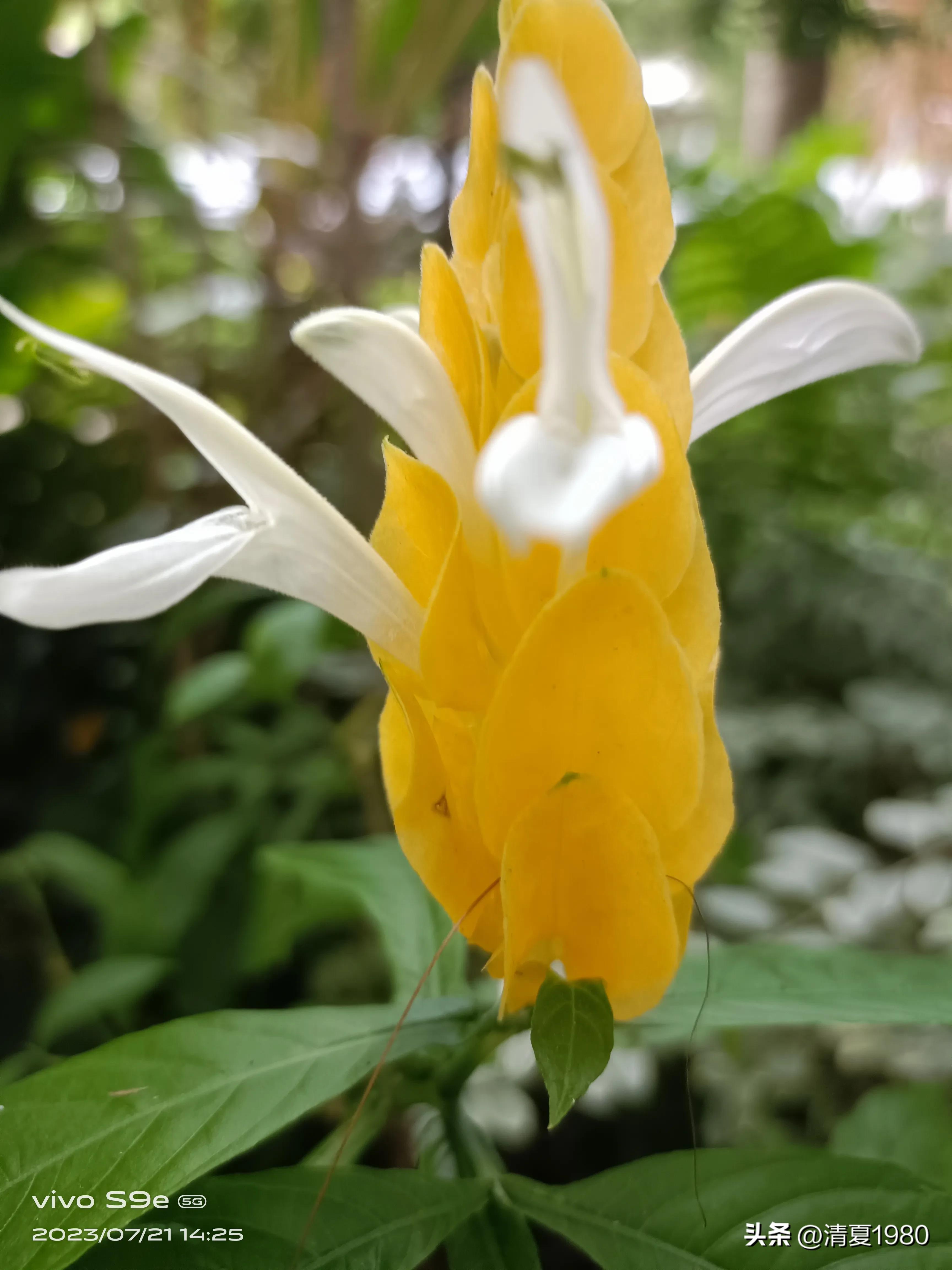 深圳东湖公园门票多少钱一张,深圳东湖公园景点图片高清