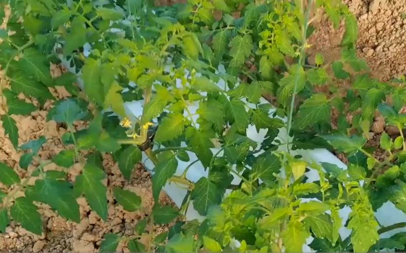 营养土种植蔬菜怎么施肥,如何种植无土蔬菜视频