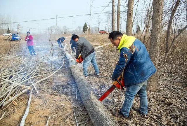 没有砍伐证砍伐6棵树木违法吗,村民的树被无故砍伐违法吗