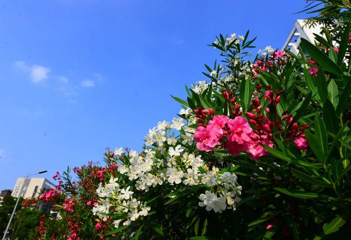 小雨催花,夹竹桃诗句和优美句子
