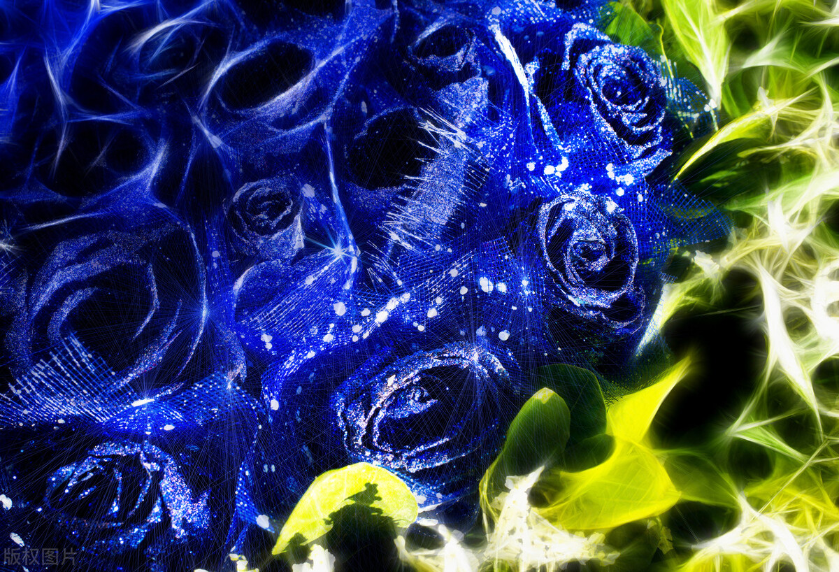 图片蓝色妖姬,蓝色妖姬图片q版