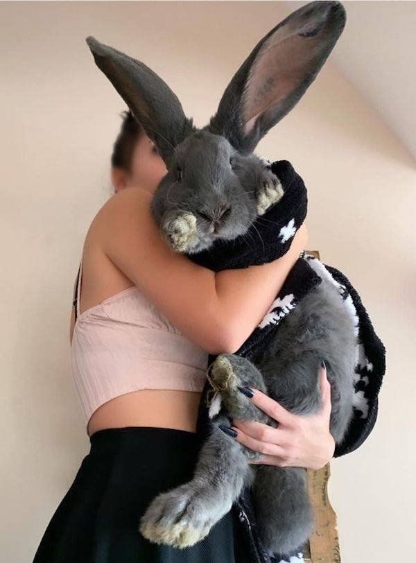 比你想象中还要大的巨型动物,十种消失的巨型动物