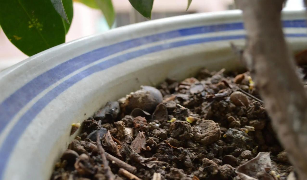 家里榕树盆景掉叶子,榕树在家里为什么掉叶子