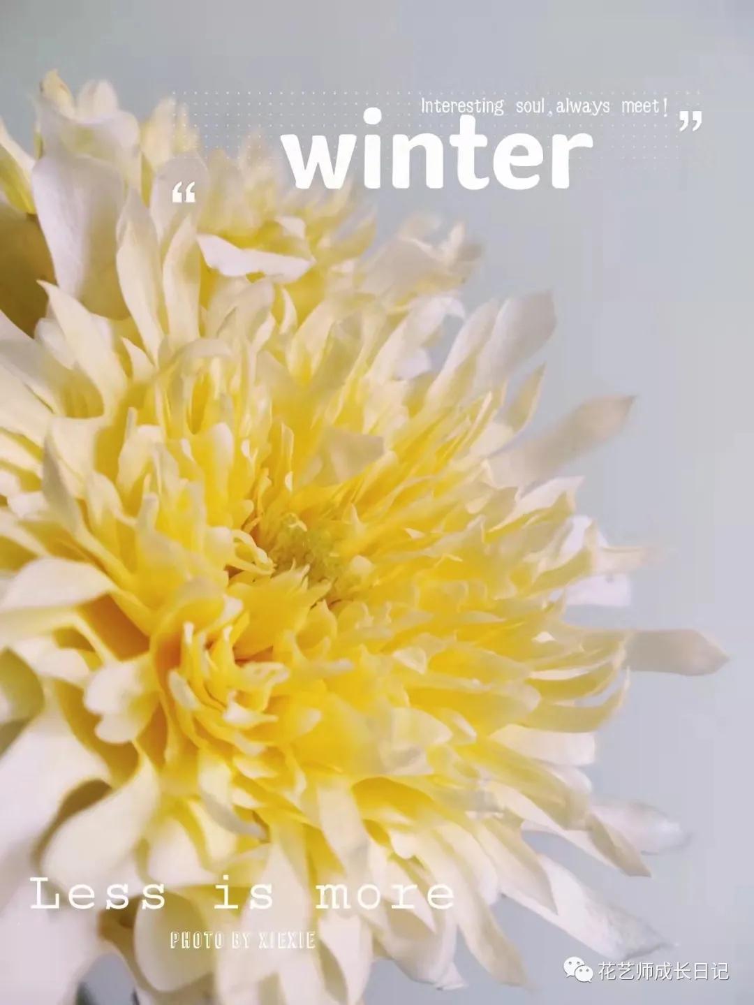 100朵玫瑰vol.50|烟花波浪玫瑰，菊里菊气，花开如烟火