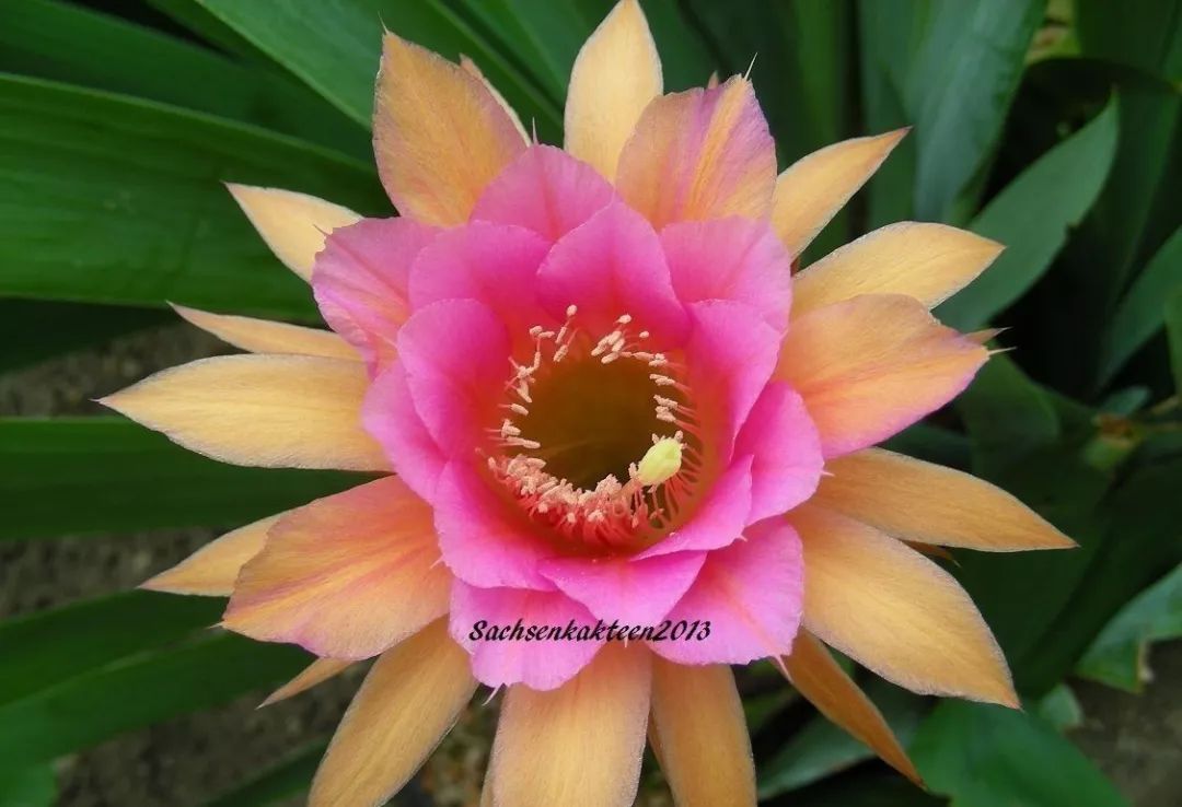 200种·仙人球开花图鉴，大开眼界，美到爆