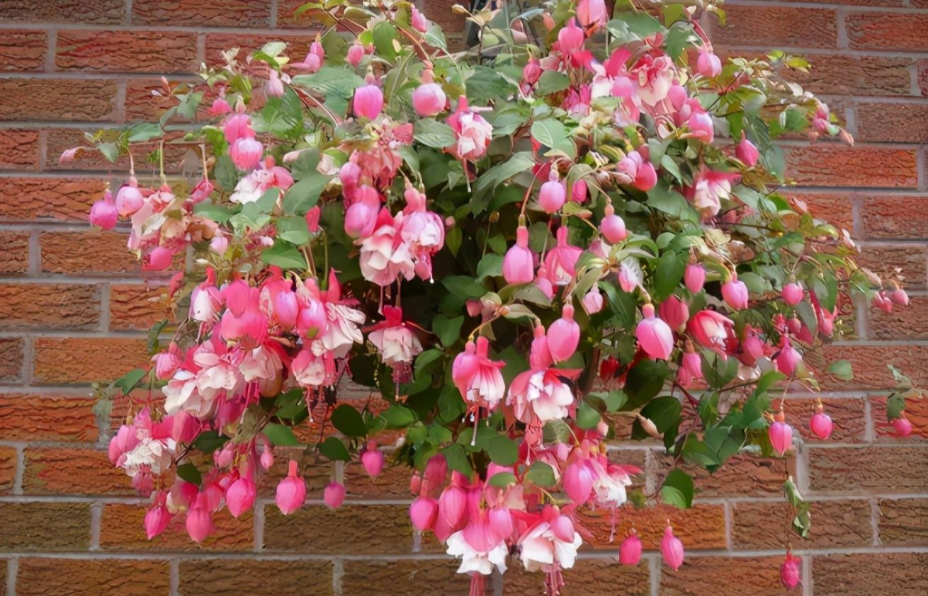 4种花适合新手养漂亮好养,20种坑人的花