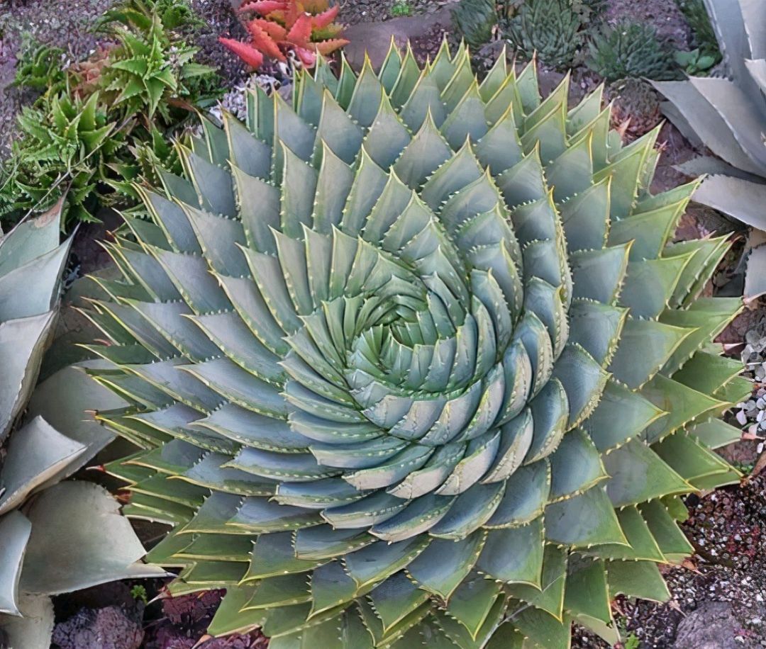 喜欢养花的人都会养什么花,喜欢养花的能不能养猫