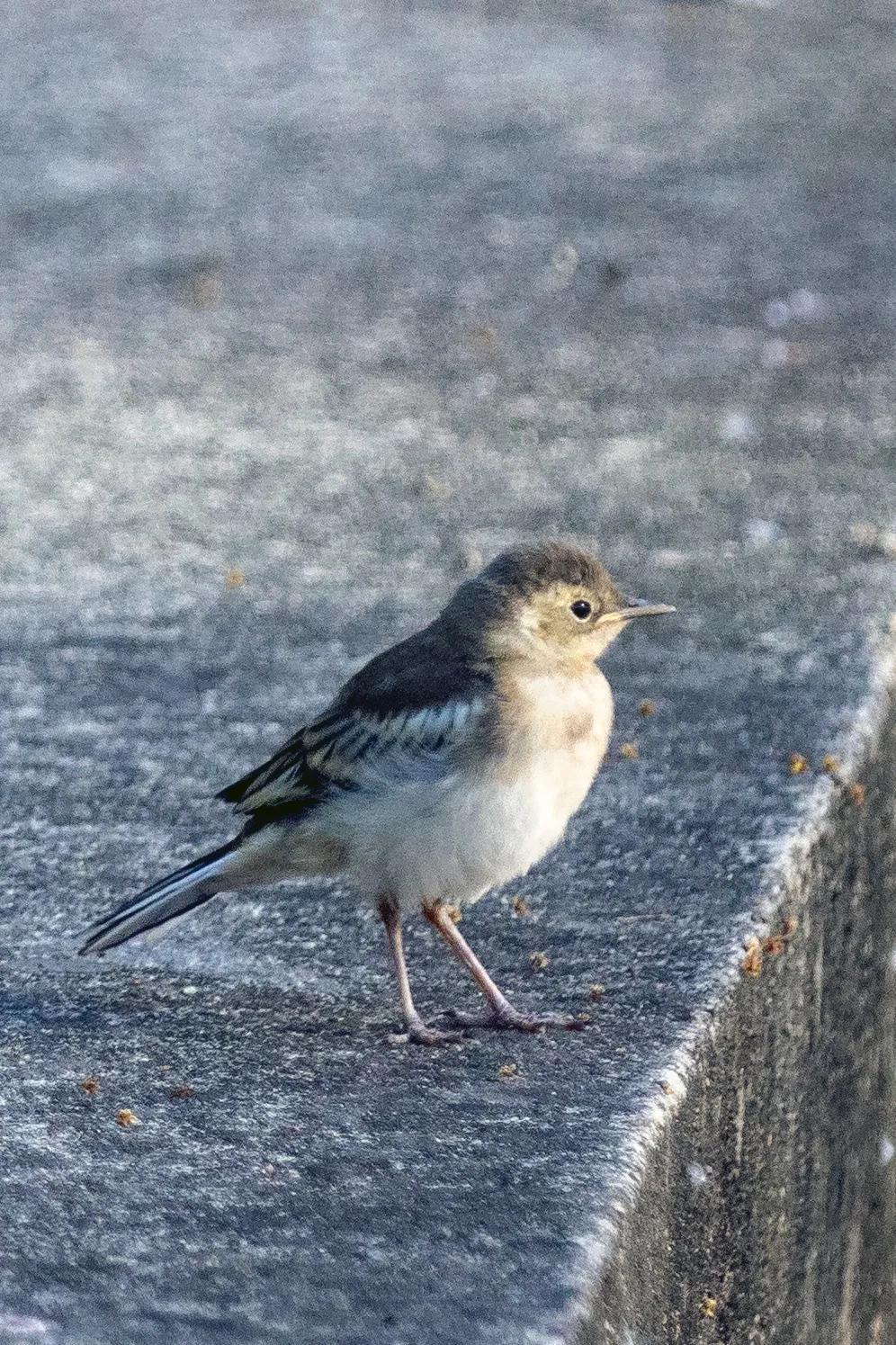 上海市嘉定区安亭国际汽车城,上海嘉定安亭国际汽车城