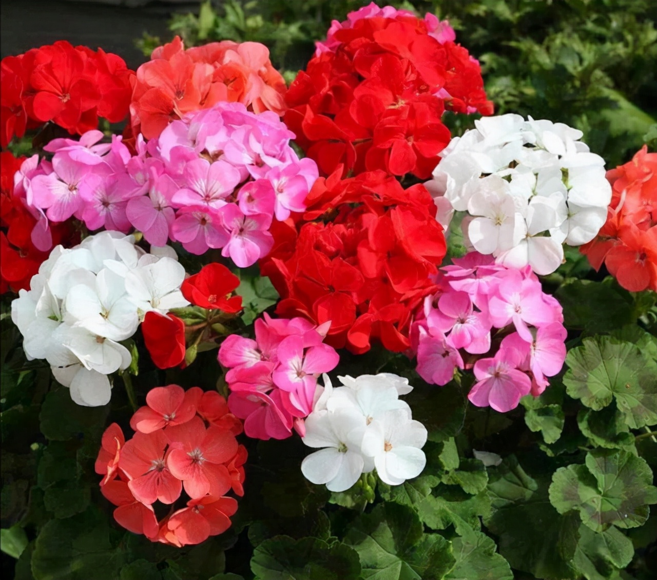 家里不能养的10种花,家里不能养的四种花