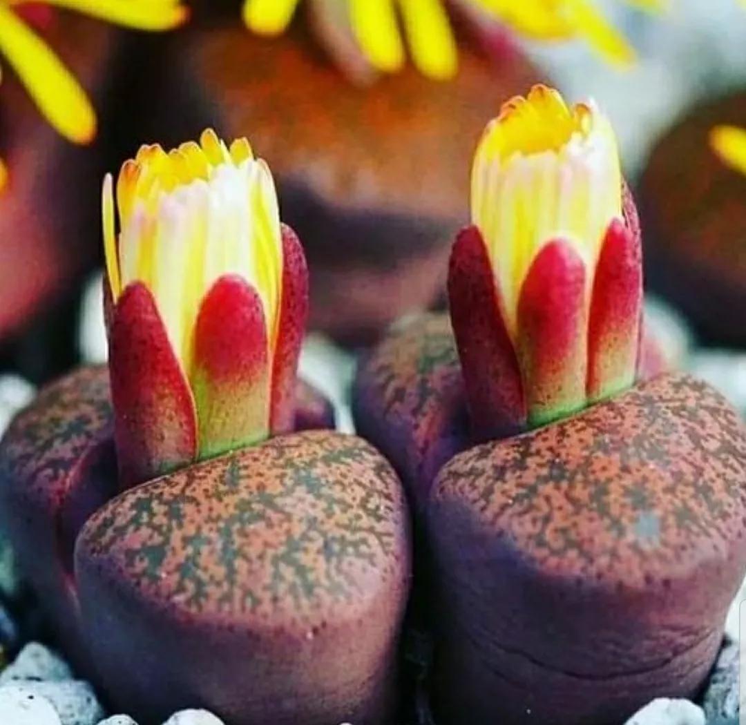 多肉植物石头开花,多肉石头花秋季