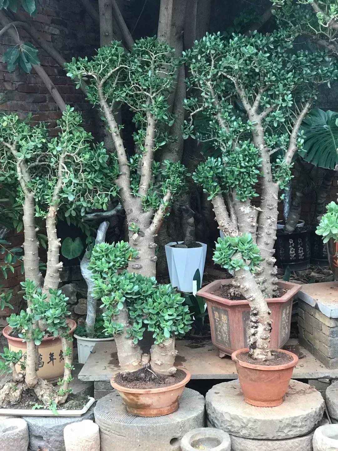 富贵花金玉满堂怎么栽培,6种长寿花能活一百年漂亮又吉利