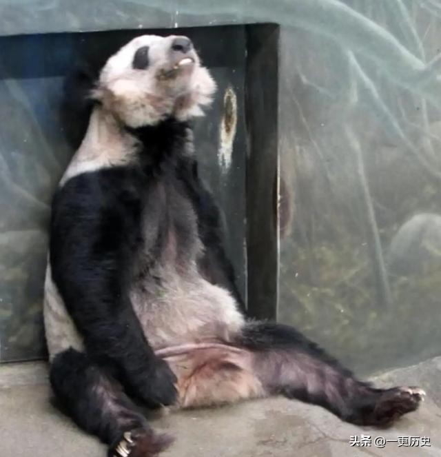 旅外大熊猫丫丫真实现状,旅居海外国宝熊猫
