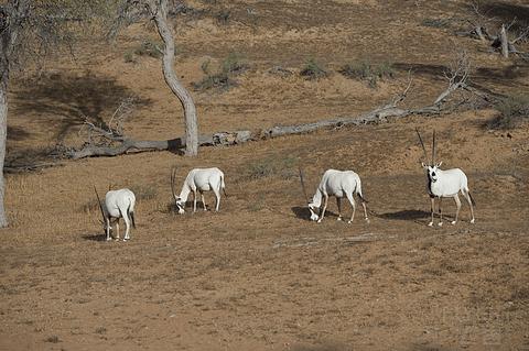哈伊马角利兹卡尔顿,哈伊马角沙漠丽思卡尔顿酒店