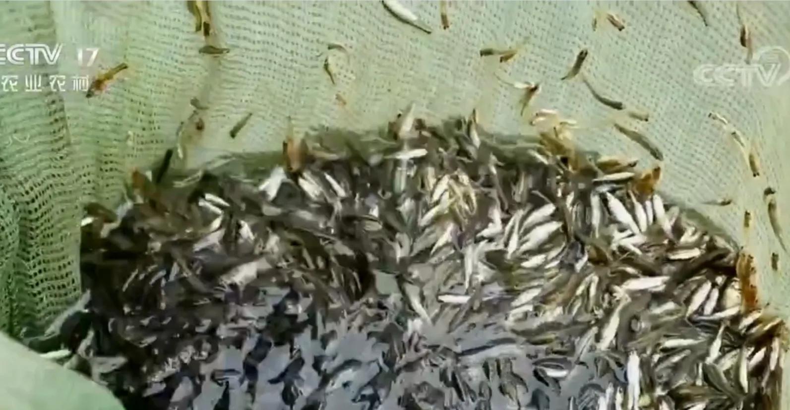 承包鱼塘也能年入百万,男子承包鱼塘后续