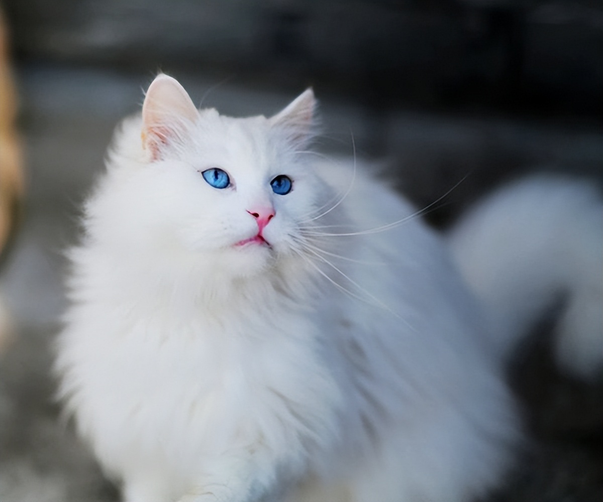 中华田园猫与名贵的宠物猫差别,中华田园猫比外国猫都好看