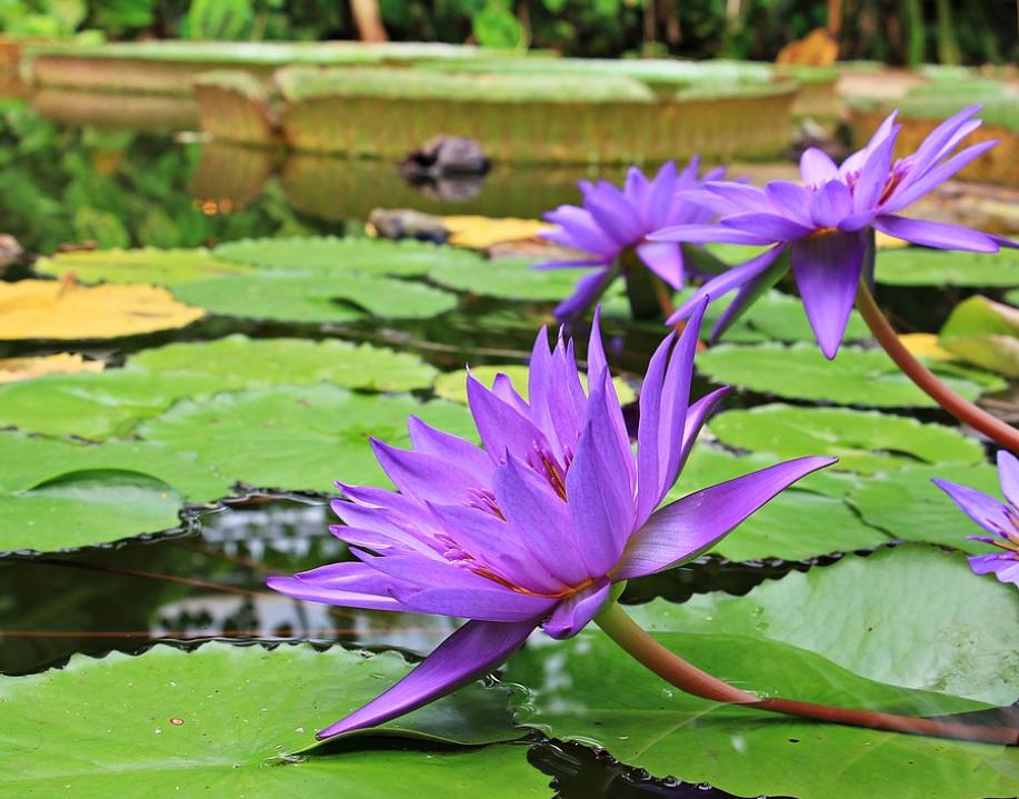 每日一花4.9：睡莲：水中女神，凌波锵玉步