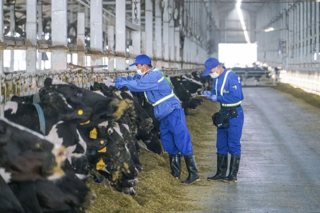 什么样的牛奶才好喝科普,鲜牛奶口感好关键靠什么