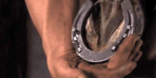 马为什么要钉马蹄铁,给马钉马蹄铁的视频