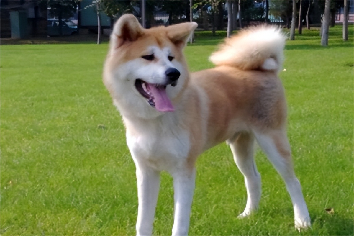 秋田犬的价格是多少钱一只,秋田犬多少钱一只正常价