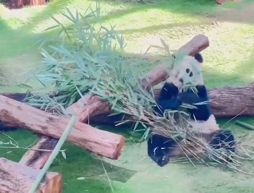 谁说我们没去世界杯？除了国足，都去了