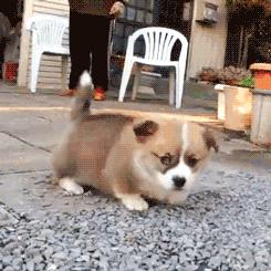 怎么样才能拥有吸狗体质,怎么变成吸狗体质