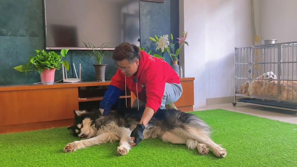 阿拉斯加怎么训练才能让它咬人,如何训练阿拉斯加护食咬人