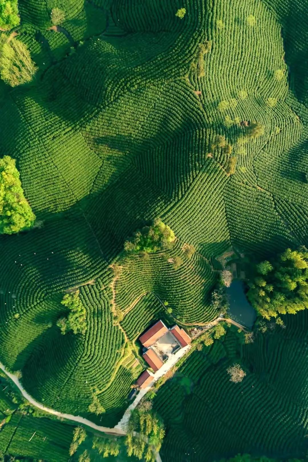 信阳毛尖茶和川茶,川茶和信阳毛尖的区别