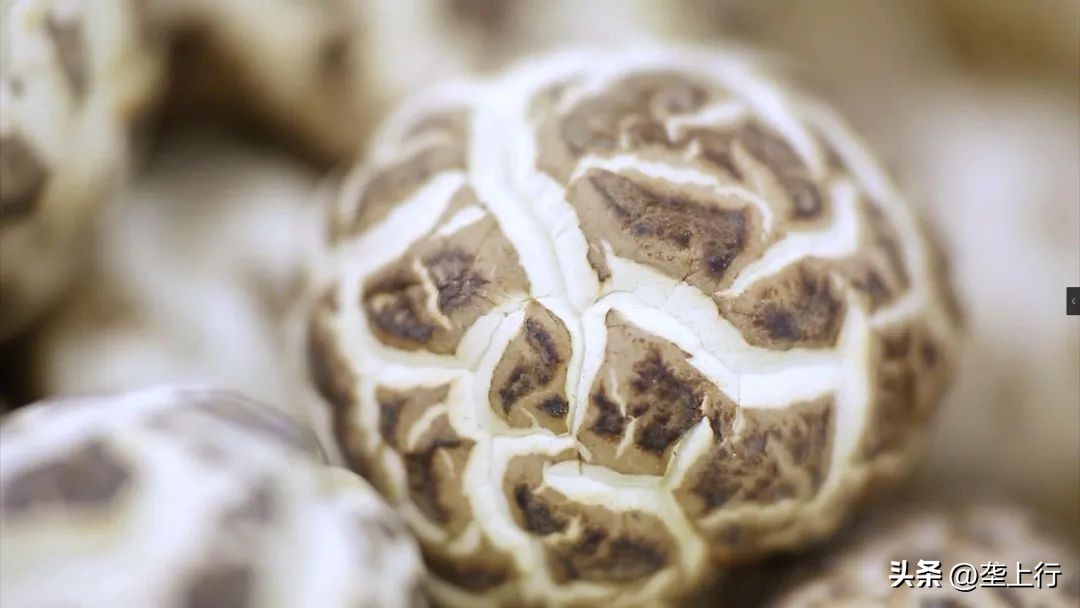 滋补的香菇,香菇滋补