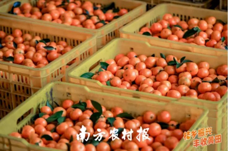 象山红美人桔子多少钱一斤,象山红美人在象山批发价多少