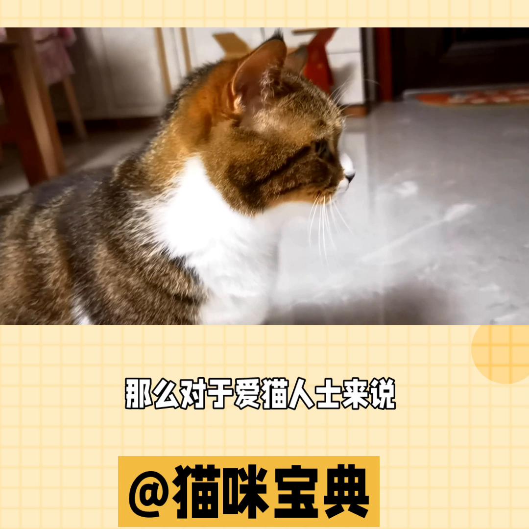 夏季养猫注意事项,冬天养猫好还是夏天养猫好