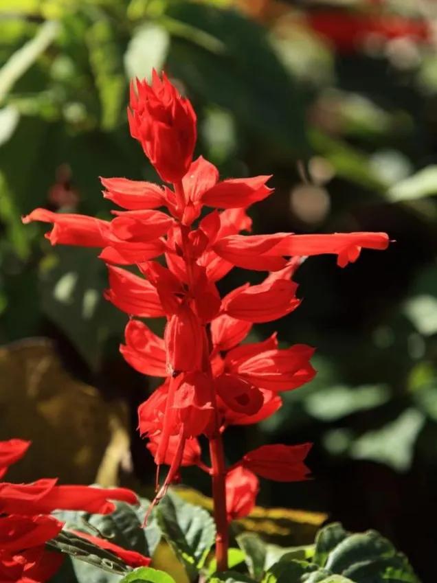 100种迷人的“数字花”,从零到一百万,真是太神奇了