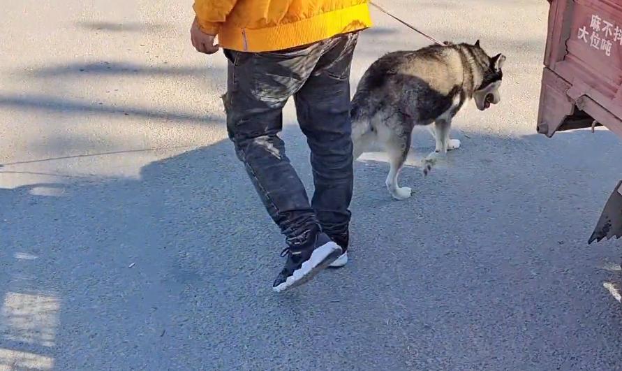 哈士奇遇到狗贩子不敢动,哈士奇被狗贩子带走