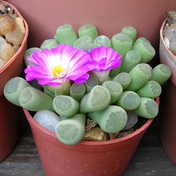 102个大类近500个多肉植物图片，都极其美丽，建议在家中也养一盆