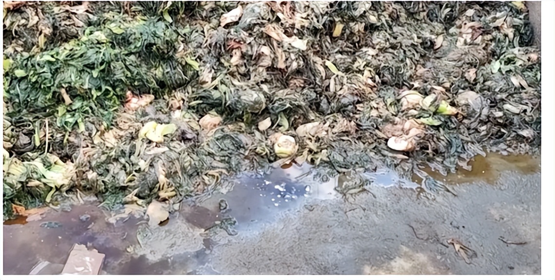 橄榄菜315曝光后果和影响,橄榄菜315曝光还能吃吗