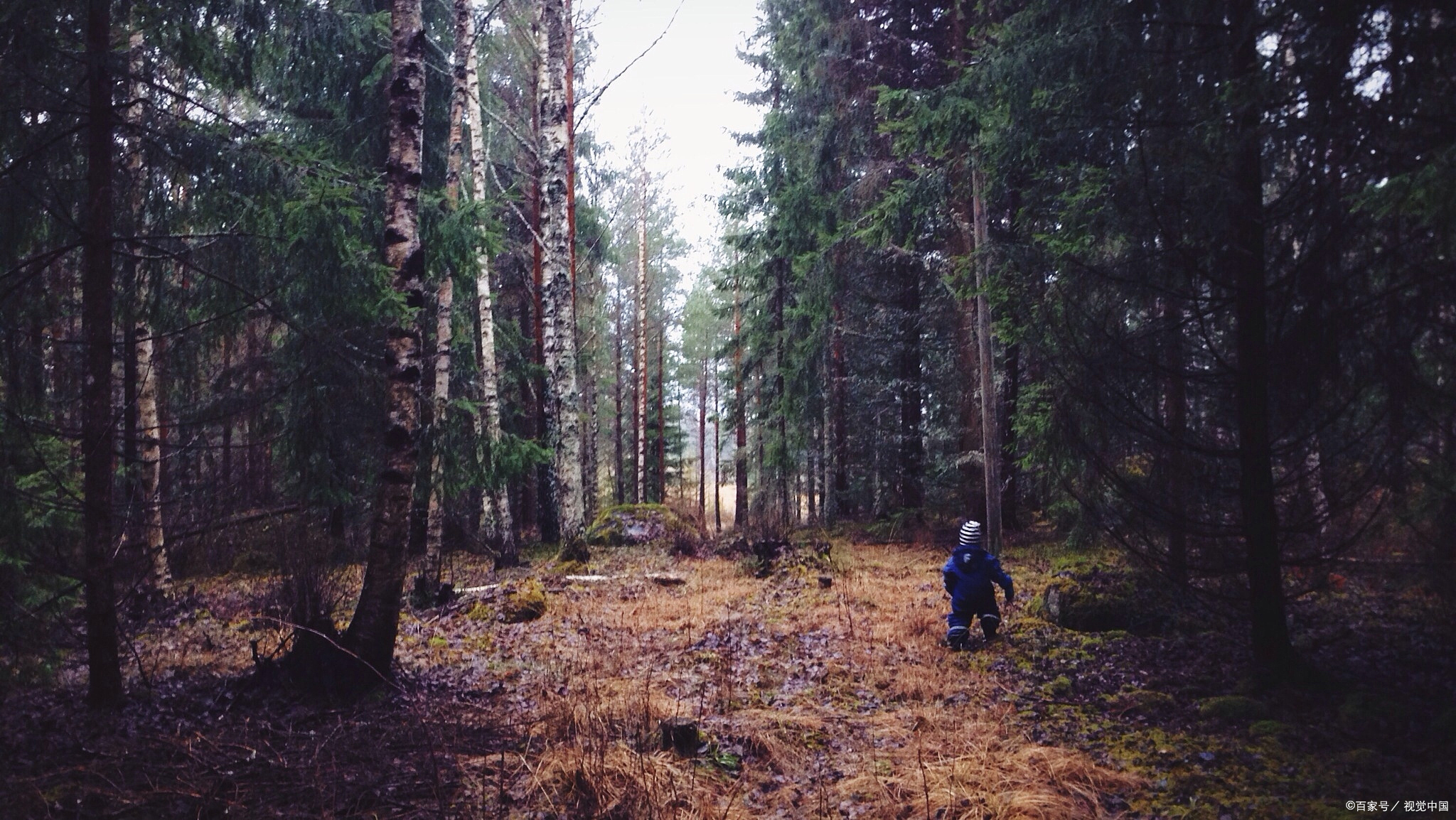 在森林里迷路了怎么辨别方向,晚上在森林迷路怎么辨别方向