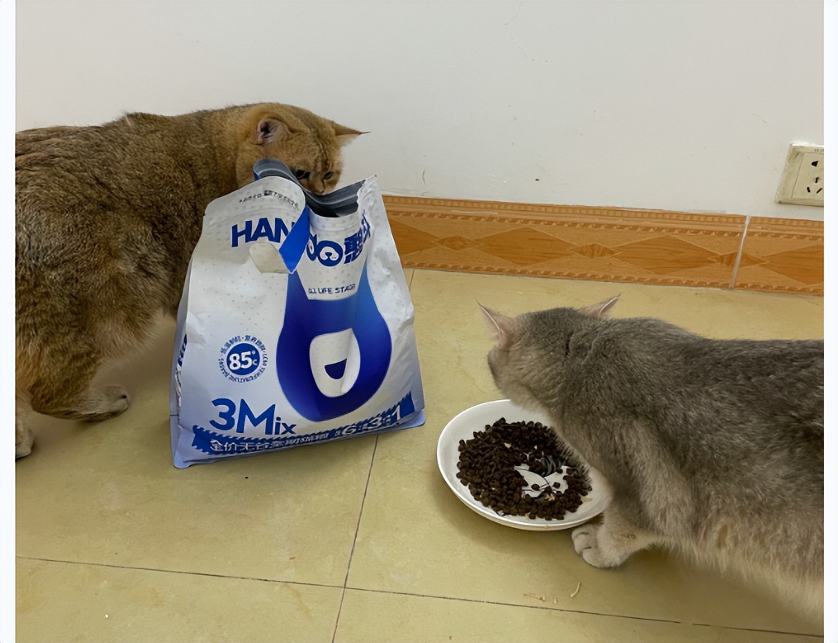 猫粮幼猫1-12月测评真实,宪宠幼猫全价猫粮测评